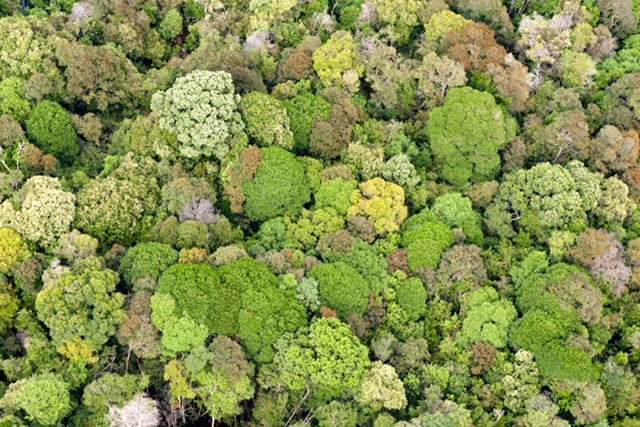 Pemanfaatan  Teknologi Satelit dari Maxar Technologies  untuk Bantu Pelestarian Hutan Hujan Indonesia